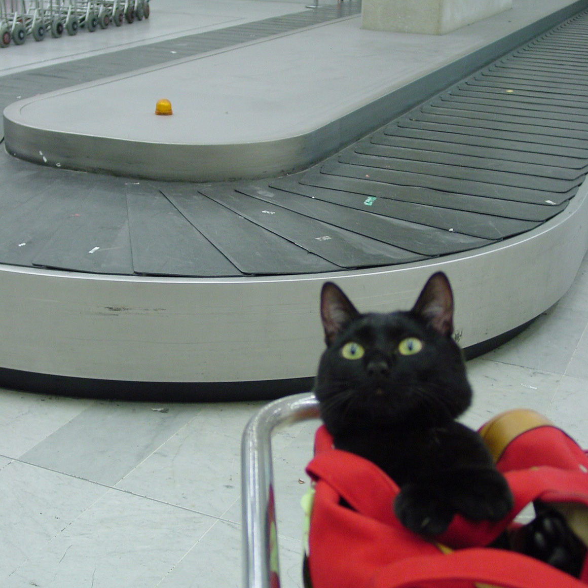 猫と世界旅行!?黒猫ノロと飼い主がたどり着いた、旅と写真のライフスタイル 猫と世界旅行!?黒猫ノロと飼い主がたどり着いた、旅と写真のライフスタイル
