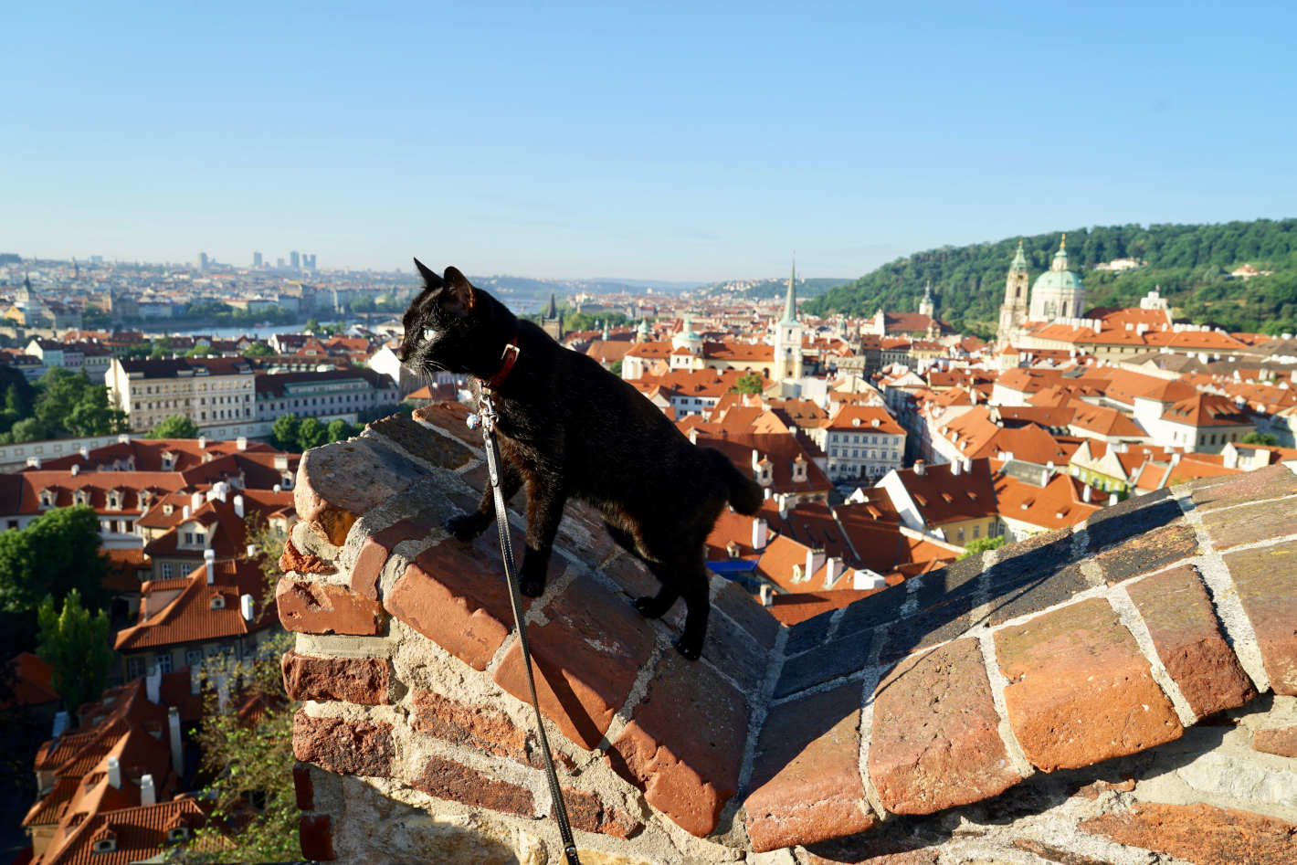 猫と世界旅行!?黒猫と飼い主がたどり着いた、旅と写真のライフスタイル 猫と世界旅行!?黒猫と飼い主がたどり着いた、旅と写真のライフスタイル