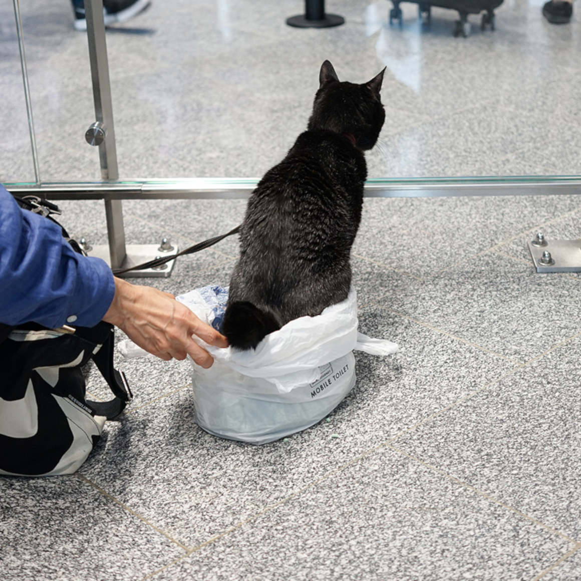猫と世界旅行!?黒猫ノロと飼い主がたどり着いた、旅と写真のライフスタイル 猫と世界旅行!?黒猫ノロと飼い主がたどり着いた、旅と写真のライフスタイル