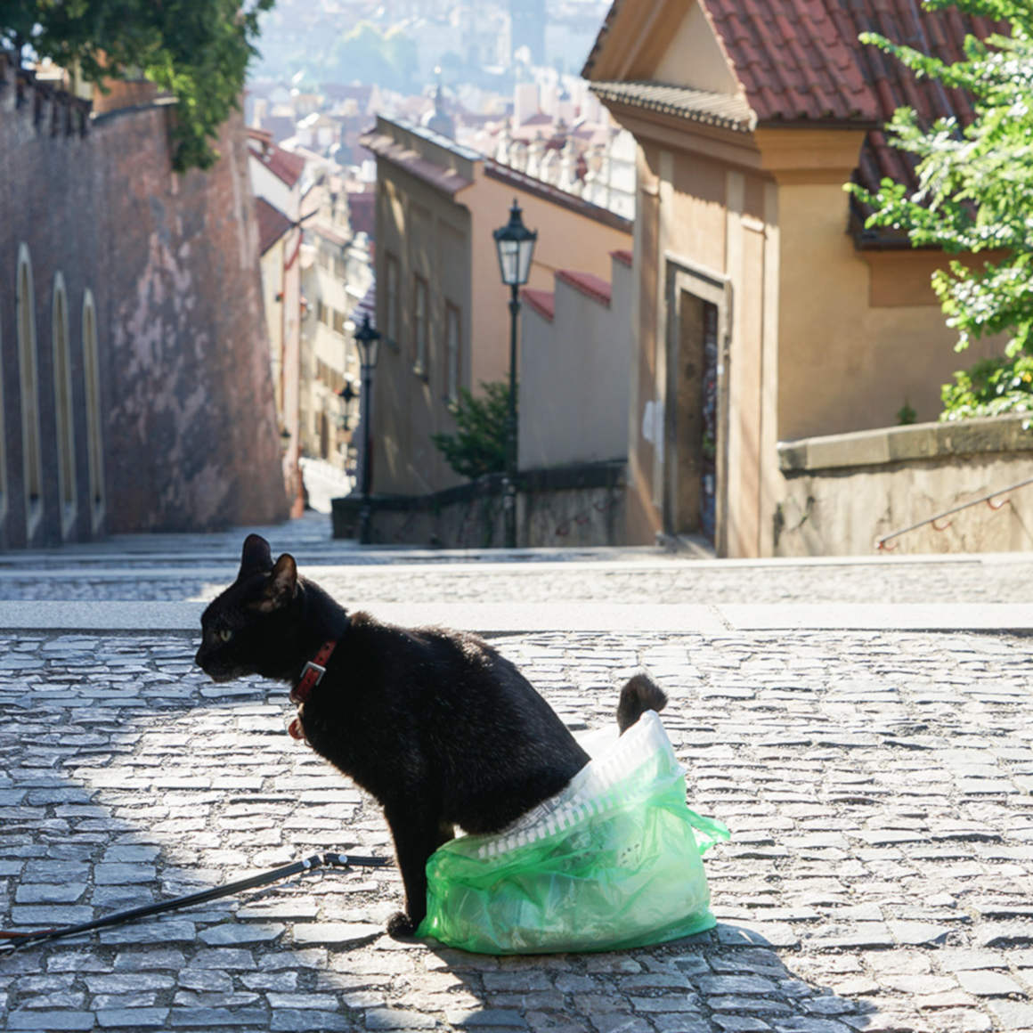 猫と世界旅行!?黒猫ノロと飼い主がたどり着いた、旅と写真のライフスタイル 猫と世界旅行!?黒猫ノロと飼い主がたどり着いた、旅と写真のライフスタイル