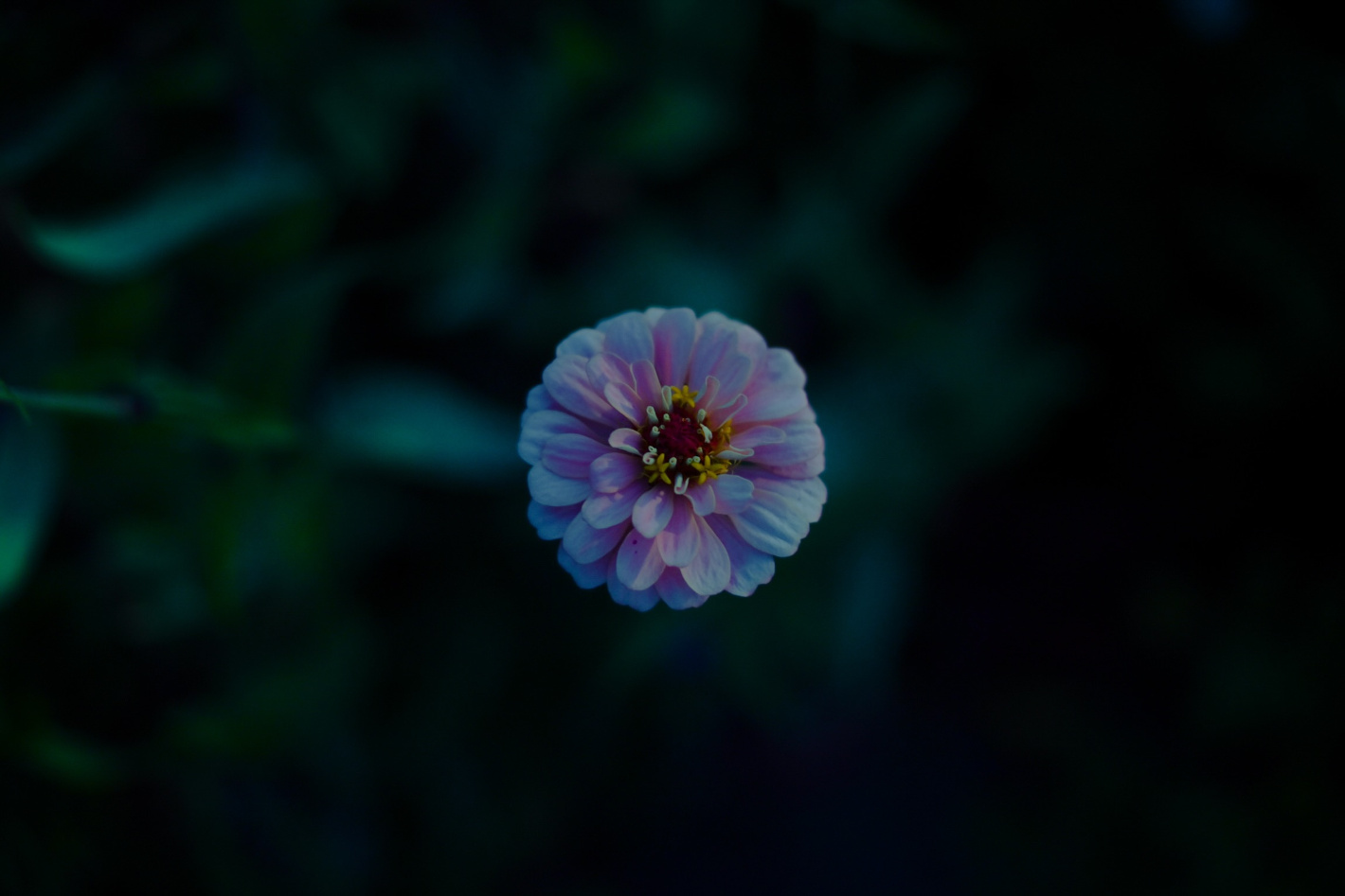 Z 5、AI Nikkor 50mm f/1.4S