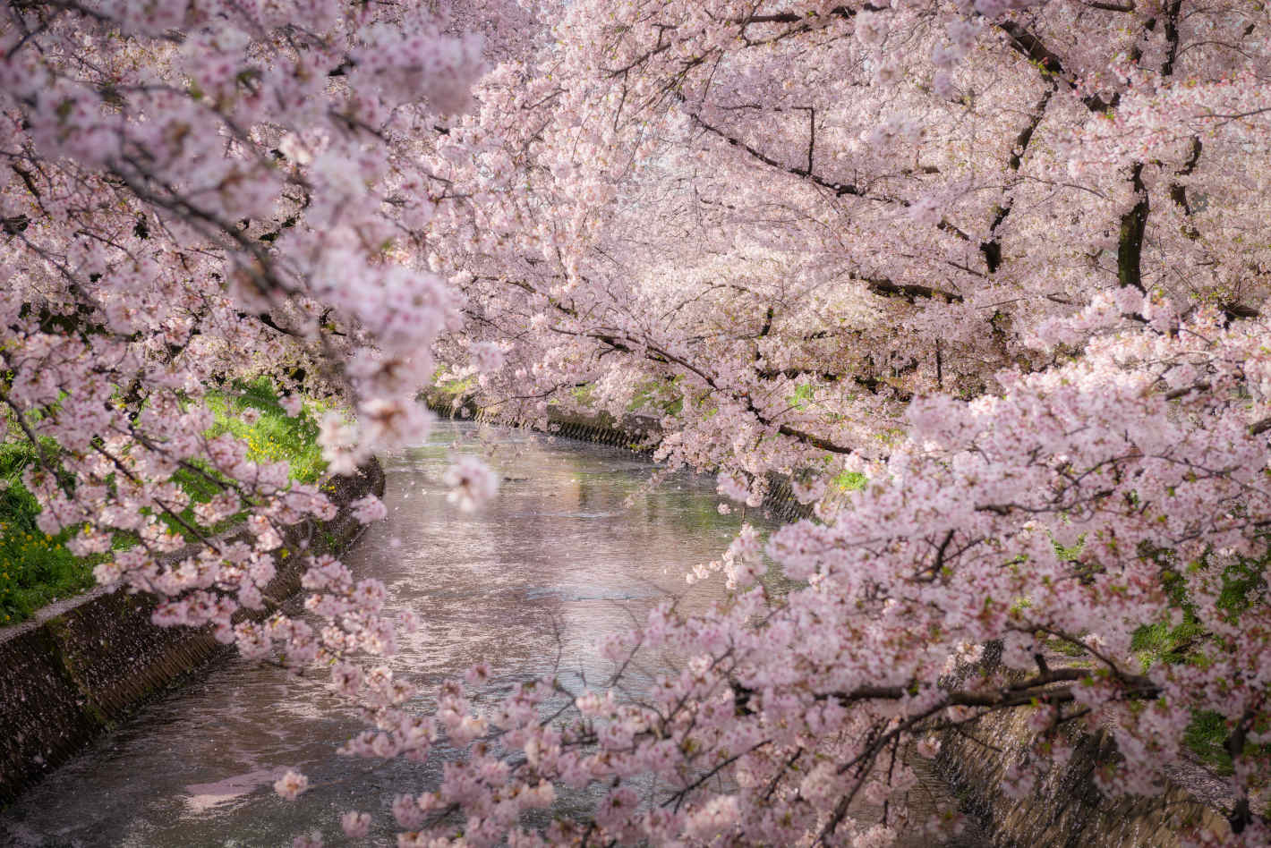 D800、AF-S NIKKOR 24-70mm f/2.8G ED D800、AF-S NIKKOR 24-70mm f/2.8G ED