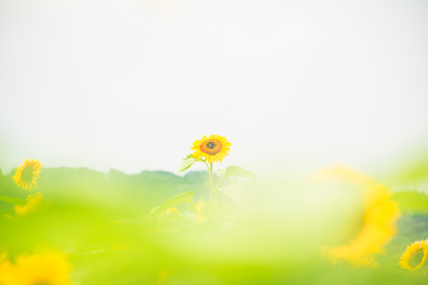 D7200、AF-S DX NIKKOR 55-300mm f/4.5-5.6G ED VR D7200、AF-S DX NIKKOR 55-300mm f/4.5-5.6G ED VR
