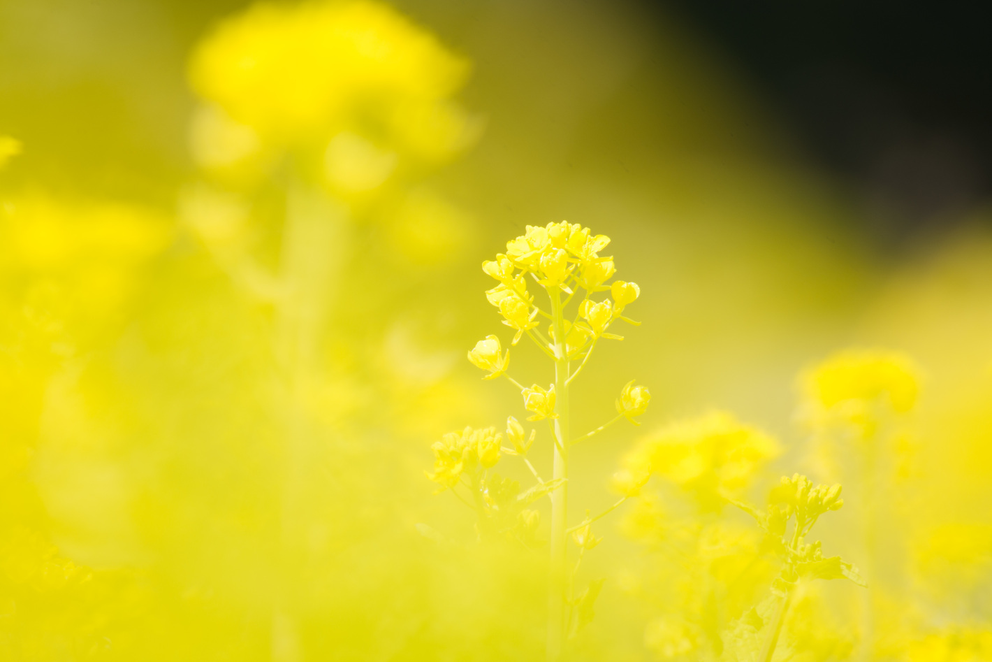 D7200、AF-S DX NIKKOR 55-300mm f/4.5-5.6G ED VR D7200、AF-S DX NIKKOR 55-300mm f/4.5-5.6G ED VR