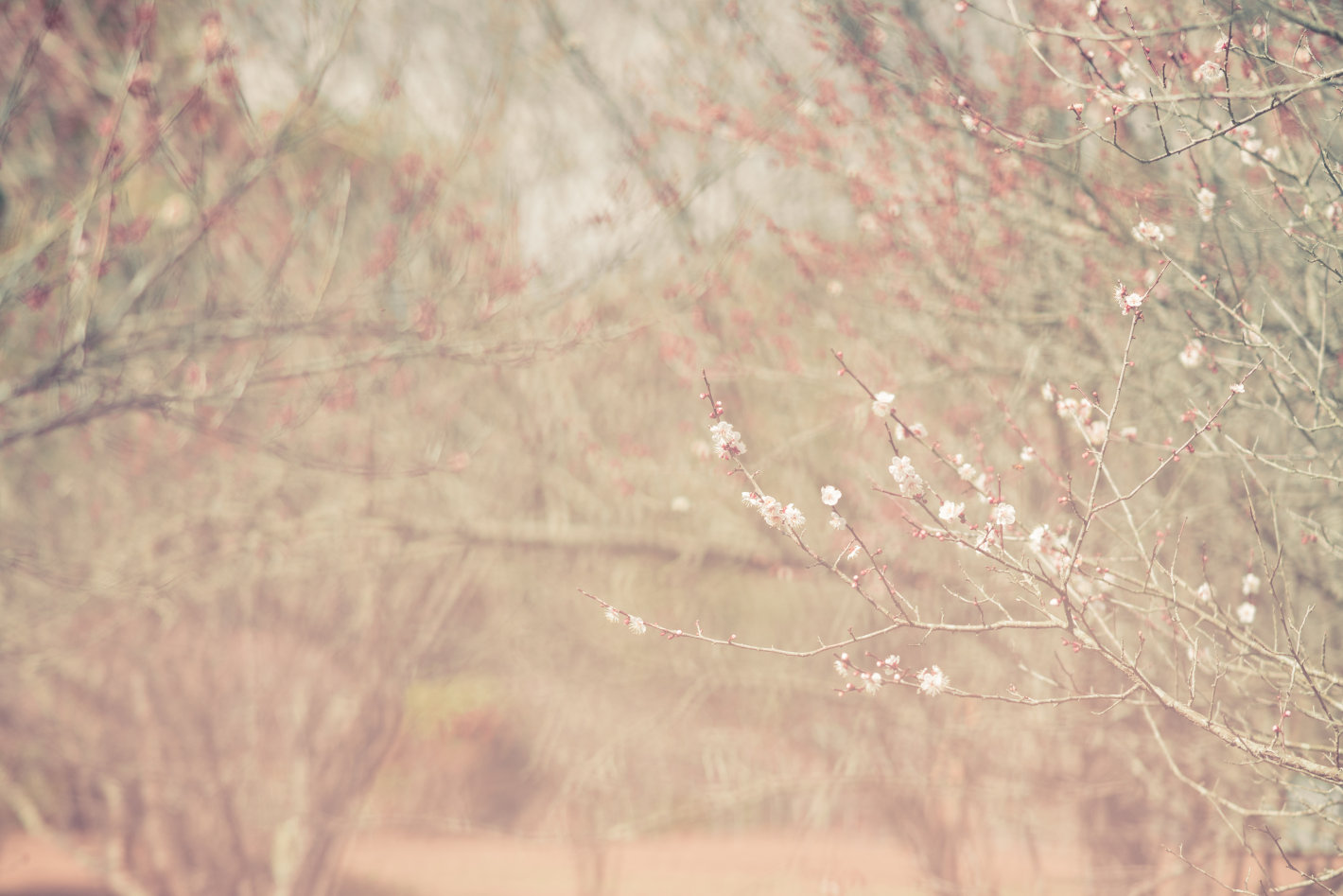 Z 50、NIKKOR Z 85mm f/1.8 S Z 50、NIKKOR Z 85mm f/1.8 S