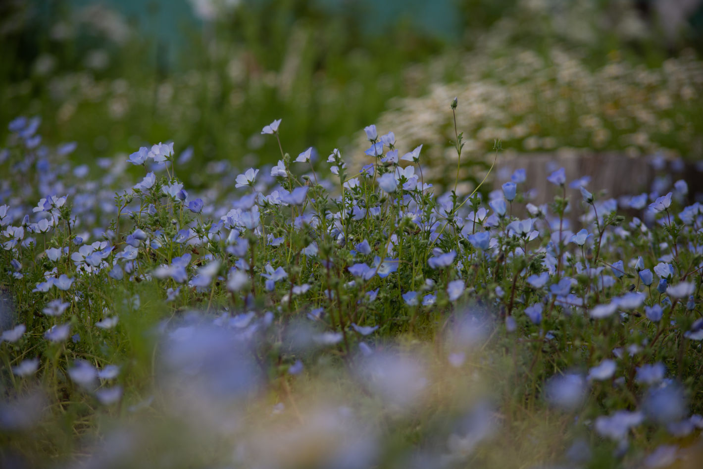 D7200、AF-S DX NIKKOR 55-300mm f/4.5-5.6G ED VR D7200、AF-S DX NIKKOR 55-300mm f/4.5-5.6G ED VR