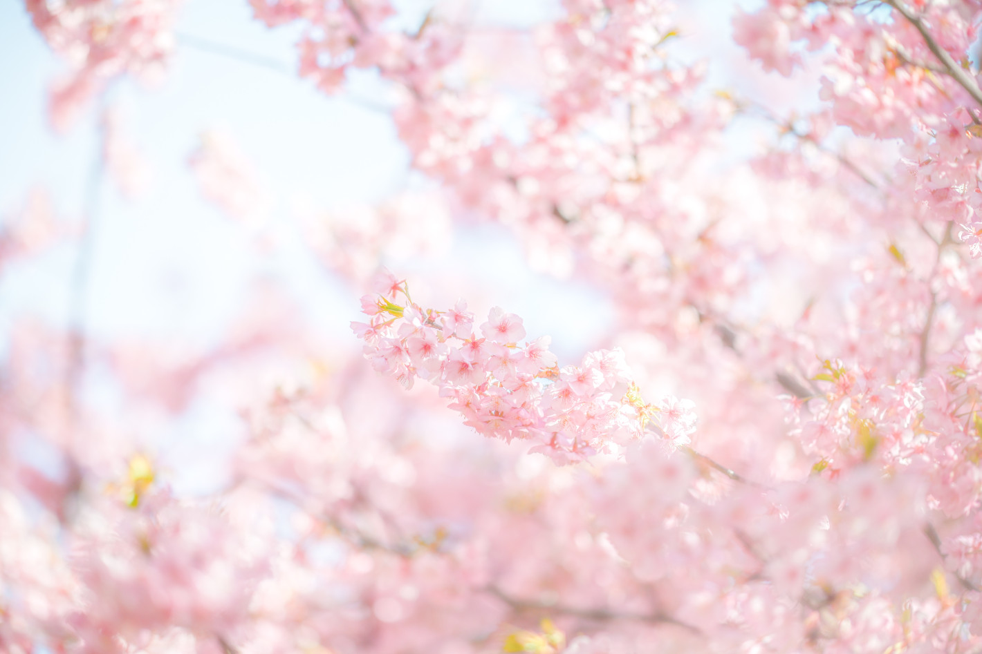 Z 6II、AF-S NIKKOR 105mm f/1.4E ED Z 6II、AF-S NIKKOR 105mm f/1.4E ED