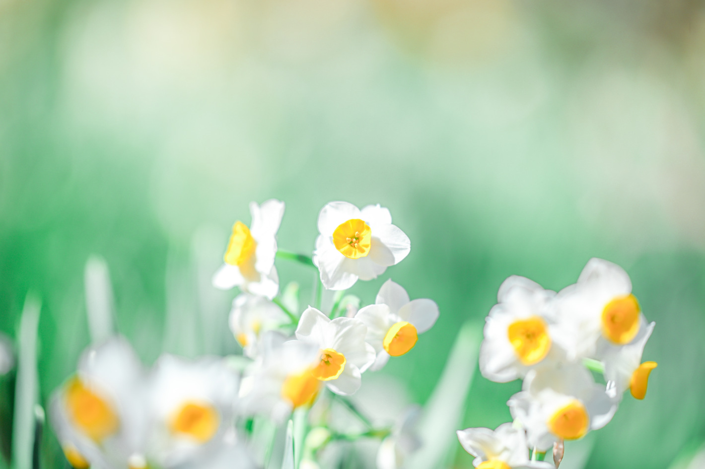 Z 6II、AF-S NIKKOR 105mm f/1.4E ED Z 6II、AF-S NIKKOR 105mm f/1.4E ED