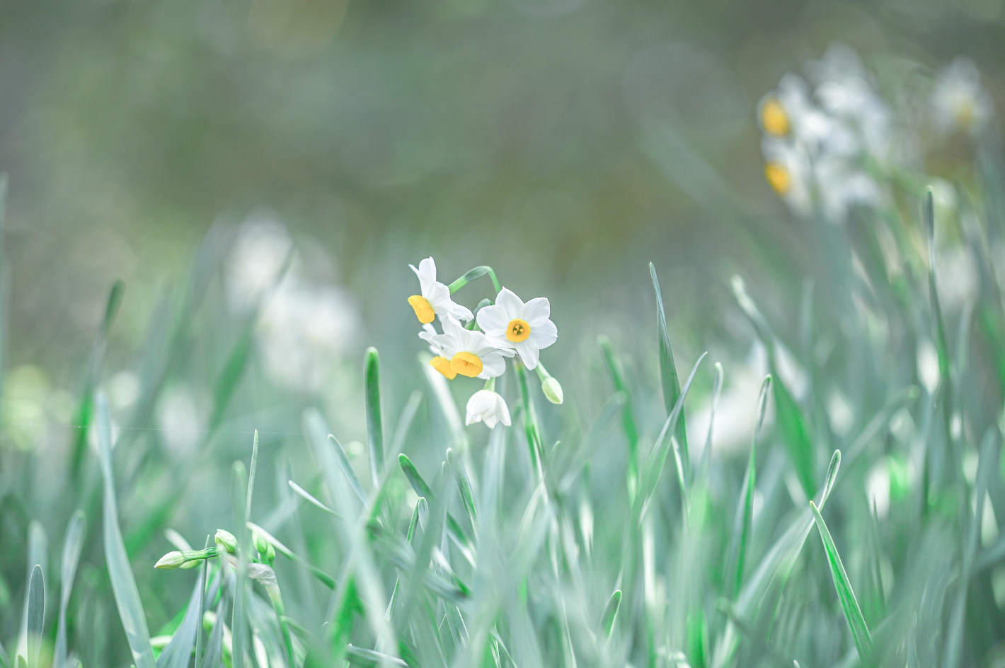 Z 6II、AF-S NIKKOR 105mm f/1.4E ED Z 6II、AF-S NIKKOR 105mm f/1.4E ED