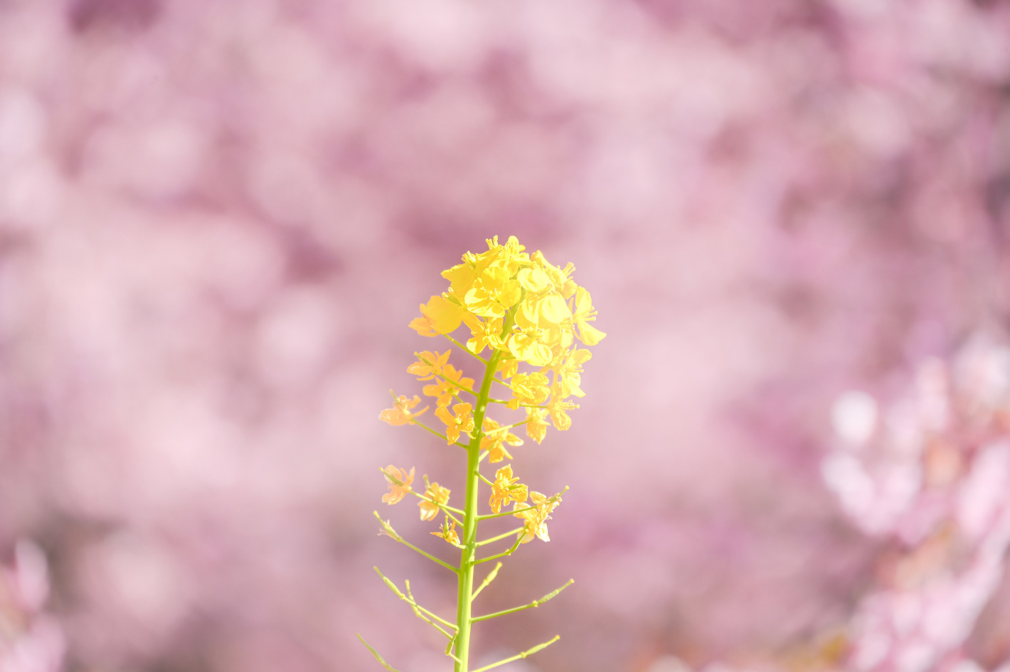 Z 6II、NIKKOR Z 24-200mm f/4-6.3 VR Z 6II、NIKKOR Z 24-200mm f/4-6.3 VR