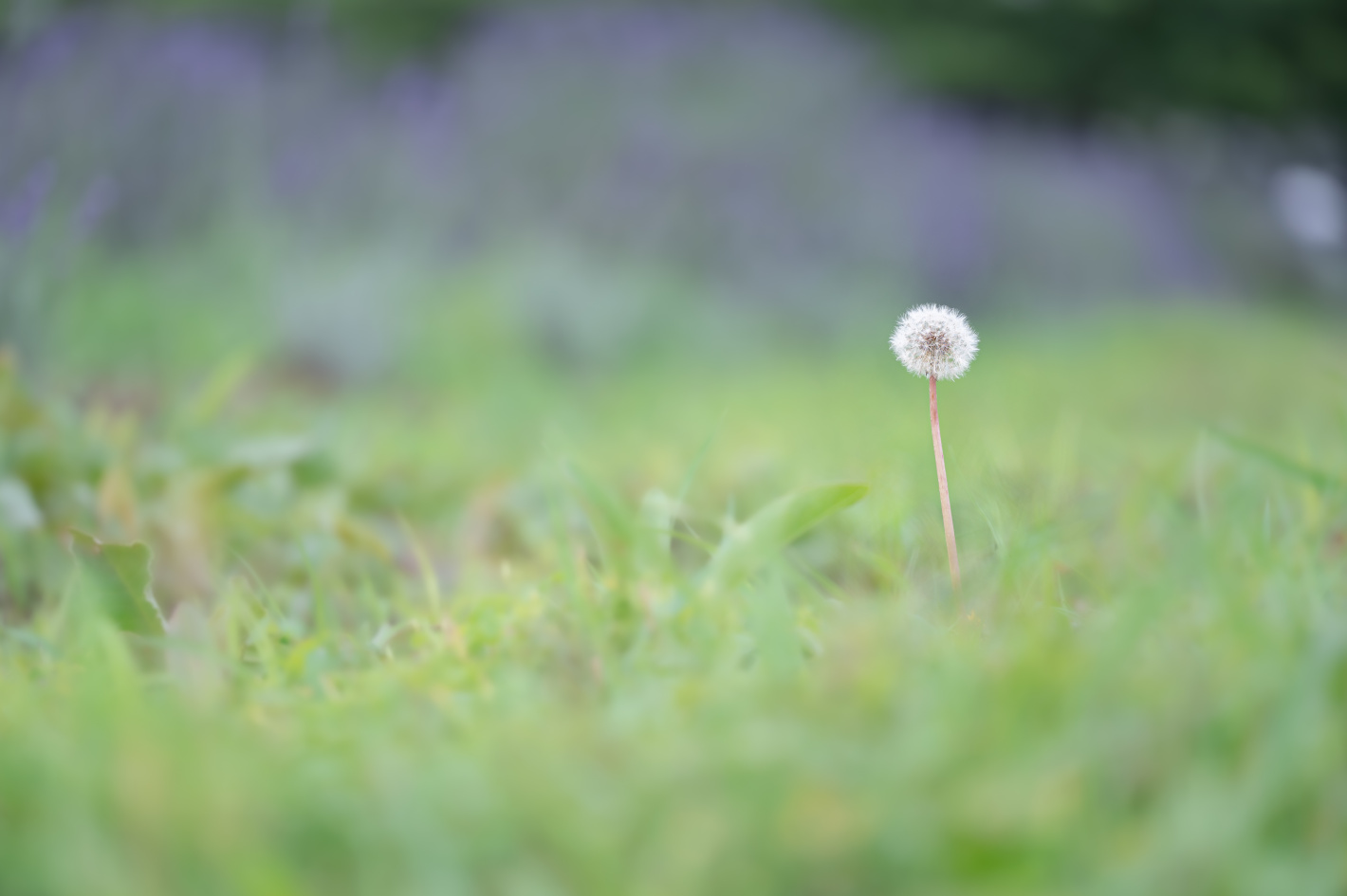 Z 6II、NIKKOR Z MC 105mm f/2.8 VR S