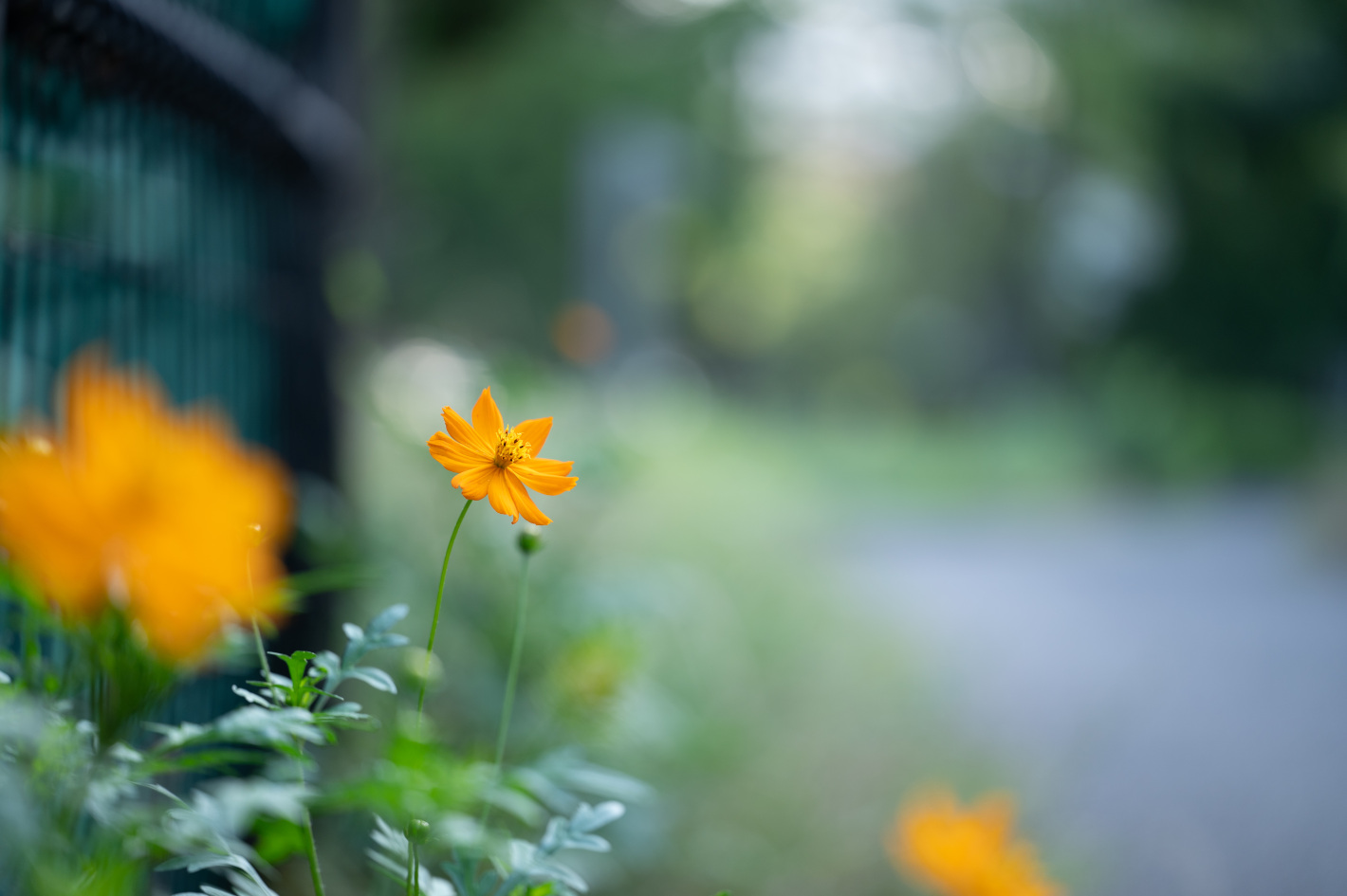 Z 6II、NIKKOR Z MC 105mm f/2.8 VR S