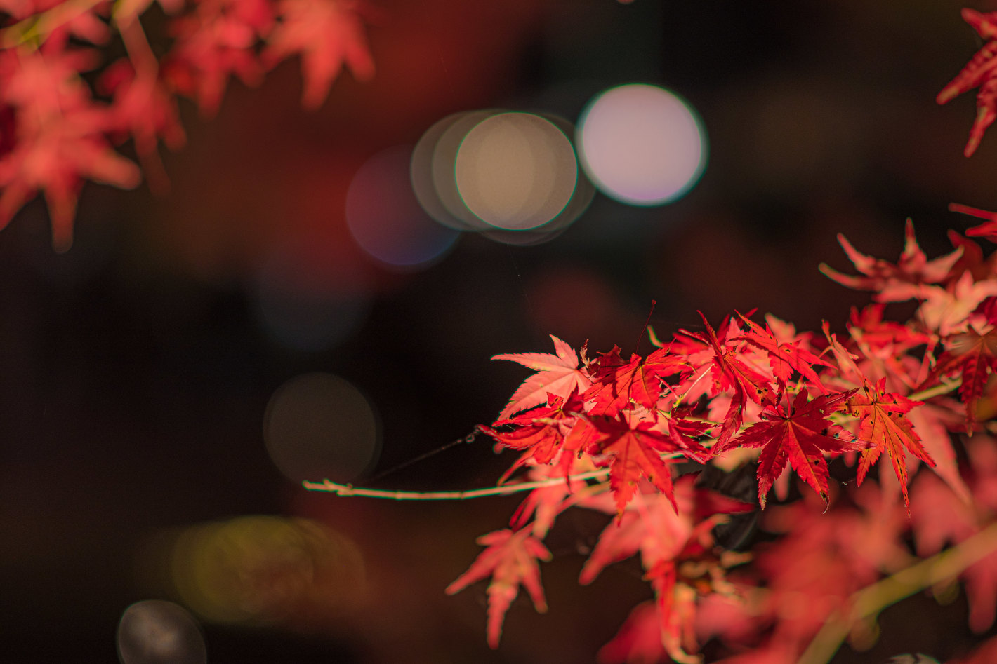 D5500、AF-S NIKKOR 85mm f/1.8G D5500、AF-S NIKKOR 85mm f/1.8G