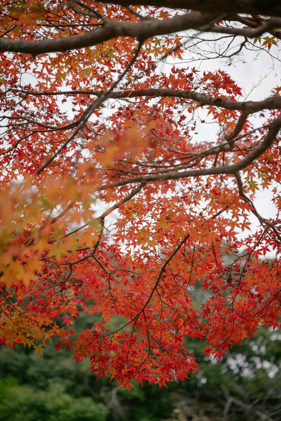 Z 5、NIKKOR Z 24-70mm f/2.8 S