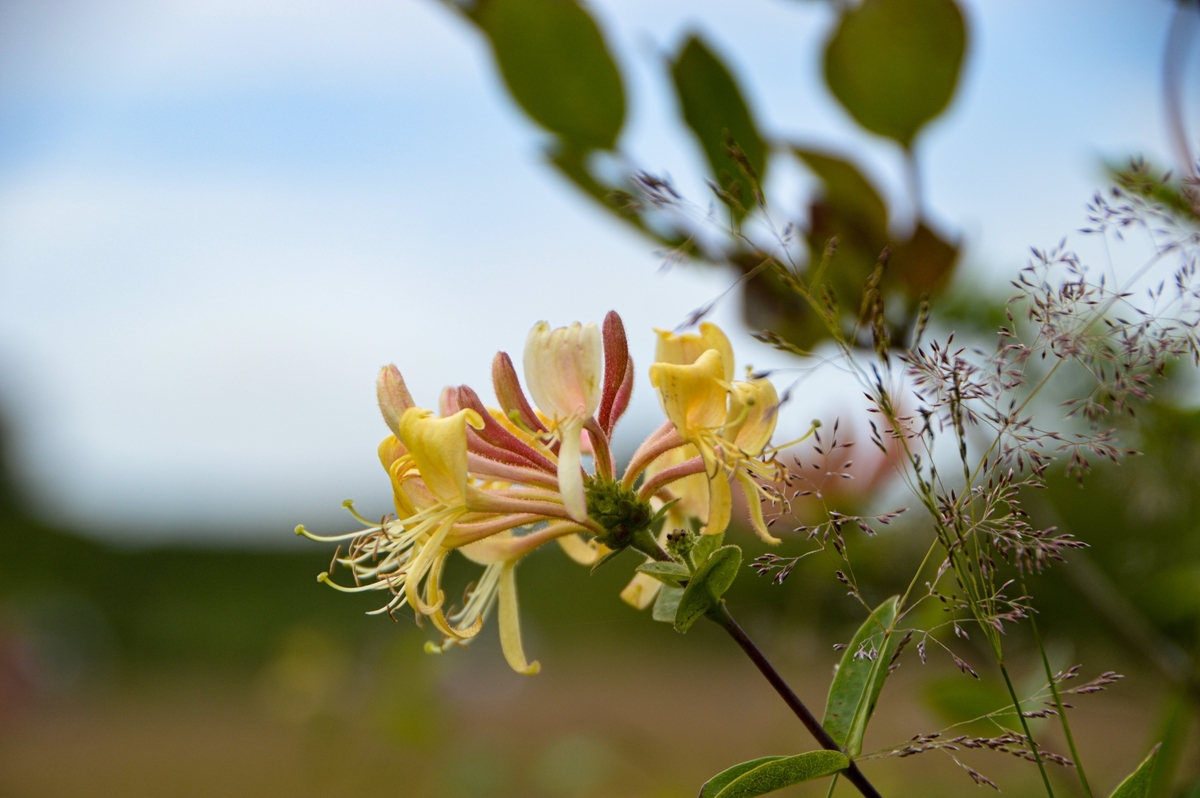 スイカズラの花言葉、兄弟の愛