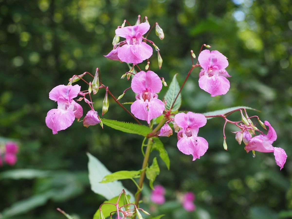 鳳仙花の花言葉、短気