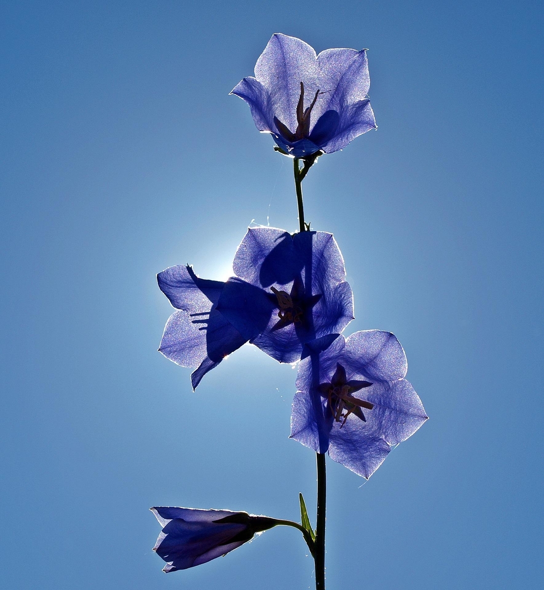 カンパニュラの花言葉　後悔
