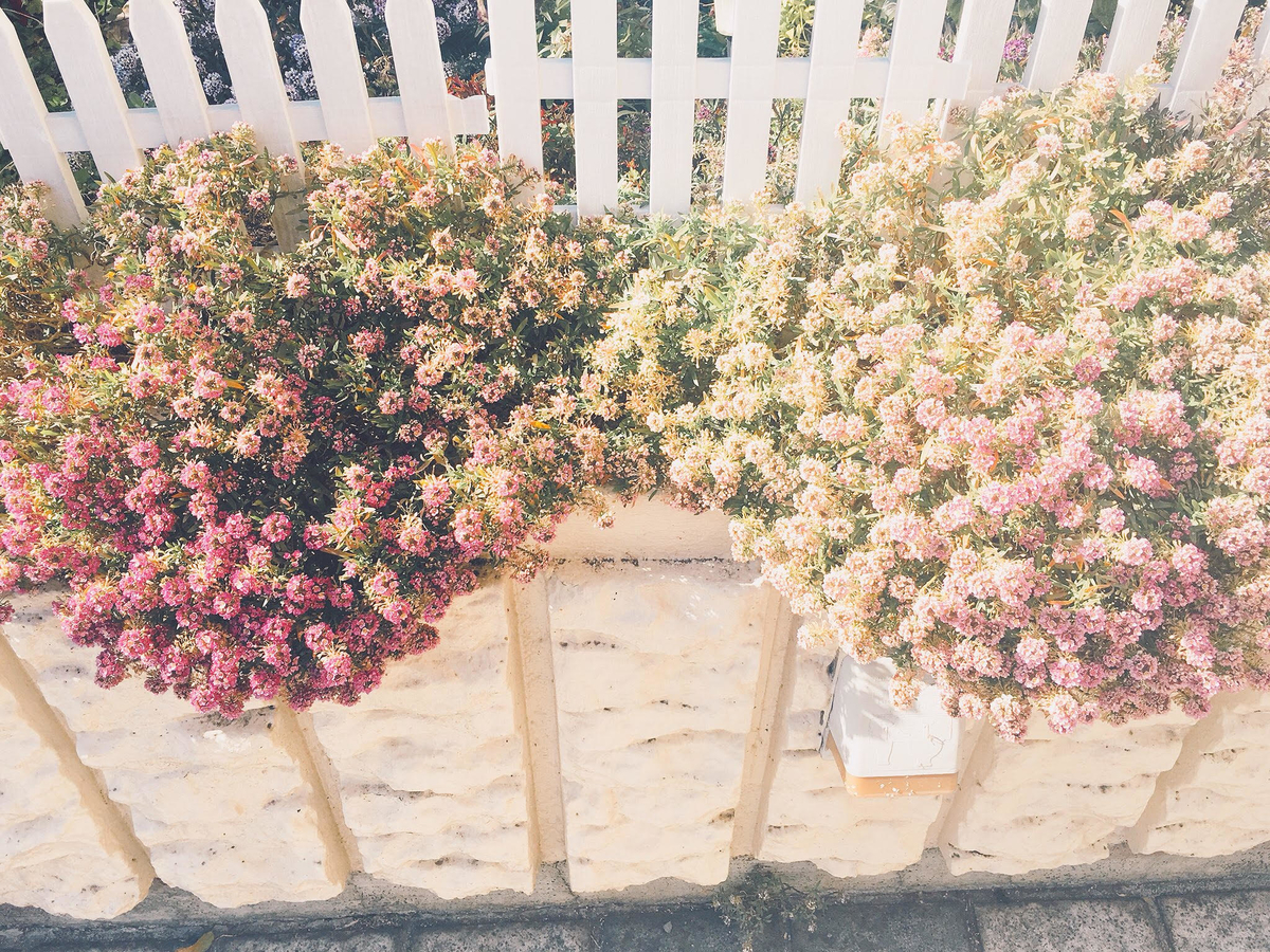 f:id:niga2i2ka:20190403164801j:plain f:id:niga2i2ka:20190403164801j:plain