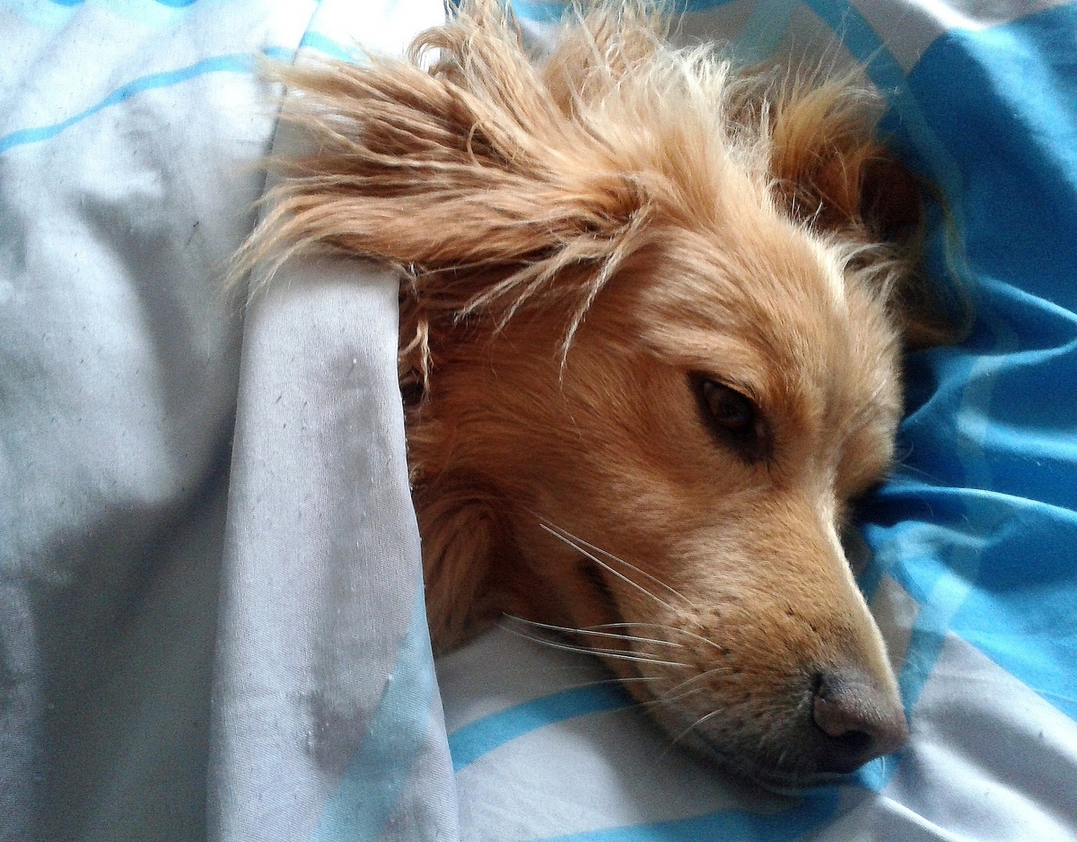 ベッドで寝ている犬の画像。