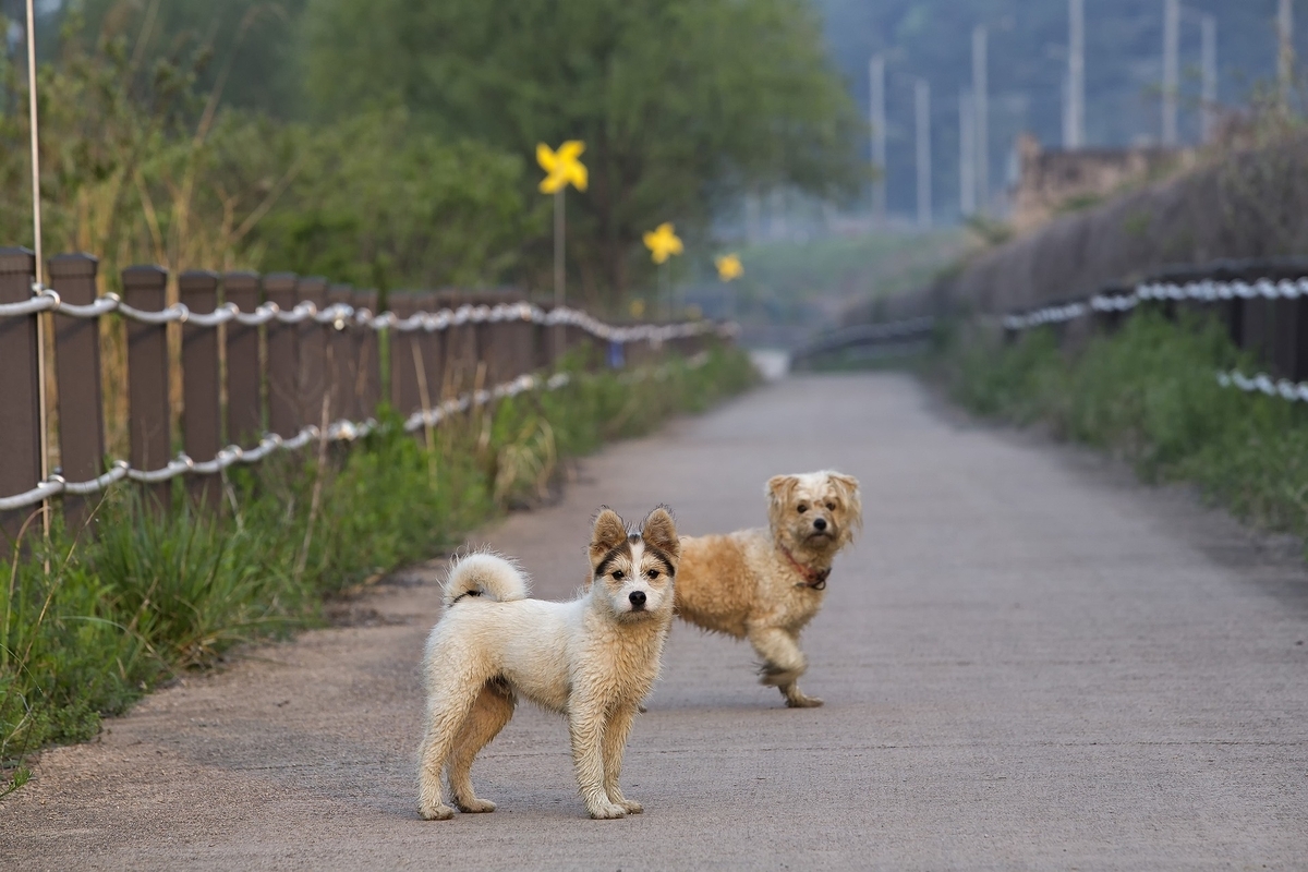 歩道の上で犬が2匹こちらを見ている画像。