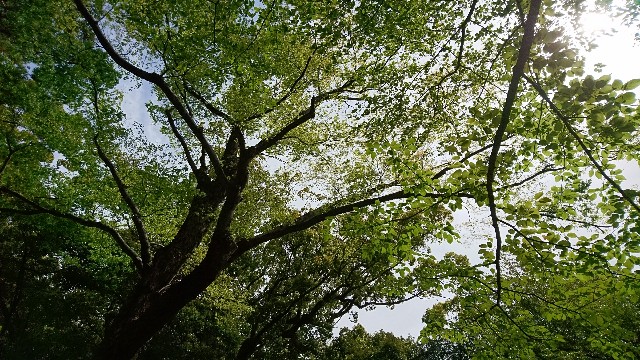 f:id:night_on_fool:20181016181559j:image