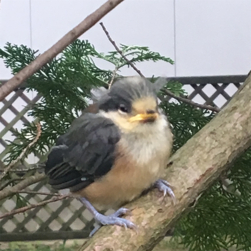 f:id:niginomukouni:20190529103513j:image