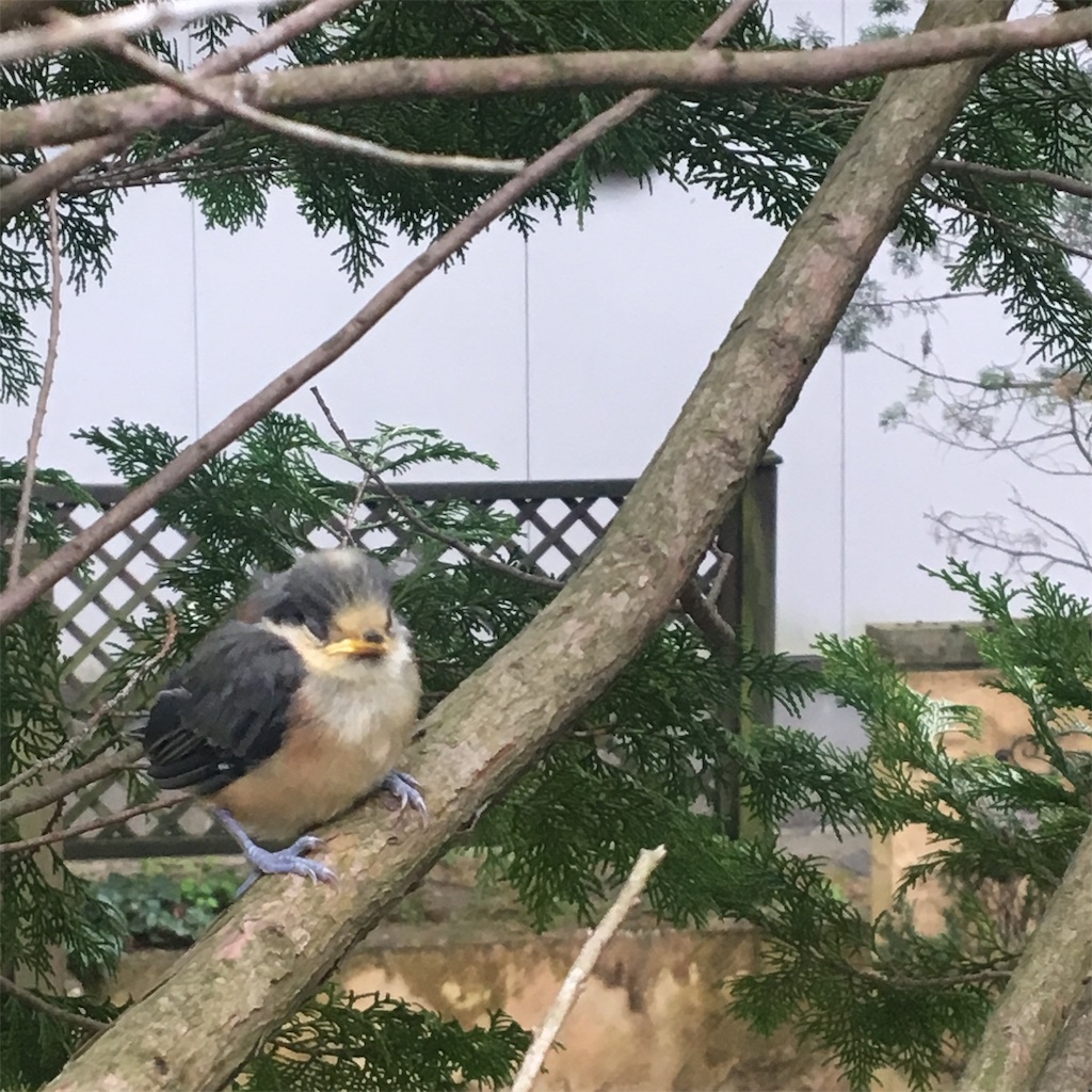 f:id:niginomukouni:20190529104542j:image