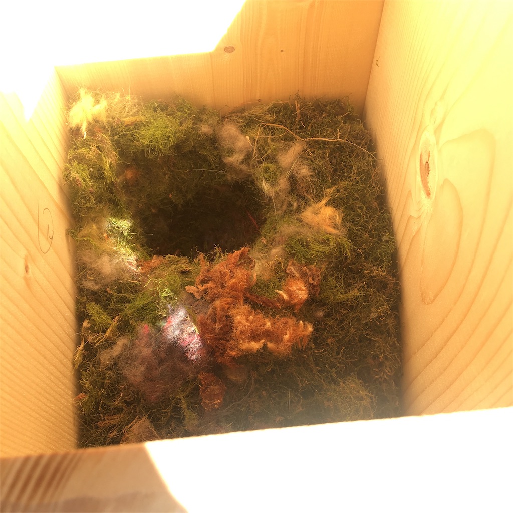 f:id:niginomukouni:20190529110449j:image