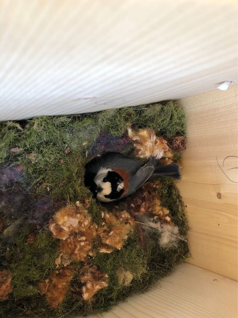 f:id:niginomukouni:20190529112400j:image
