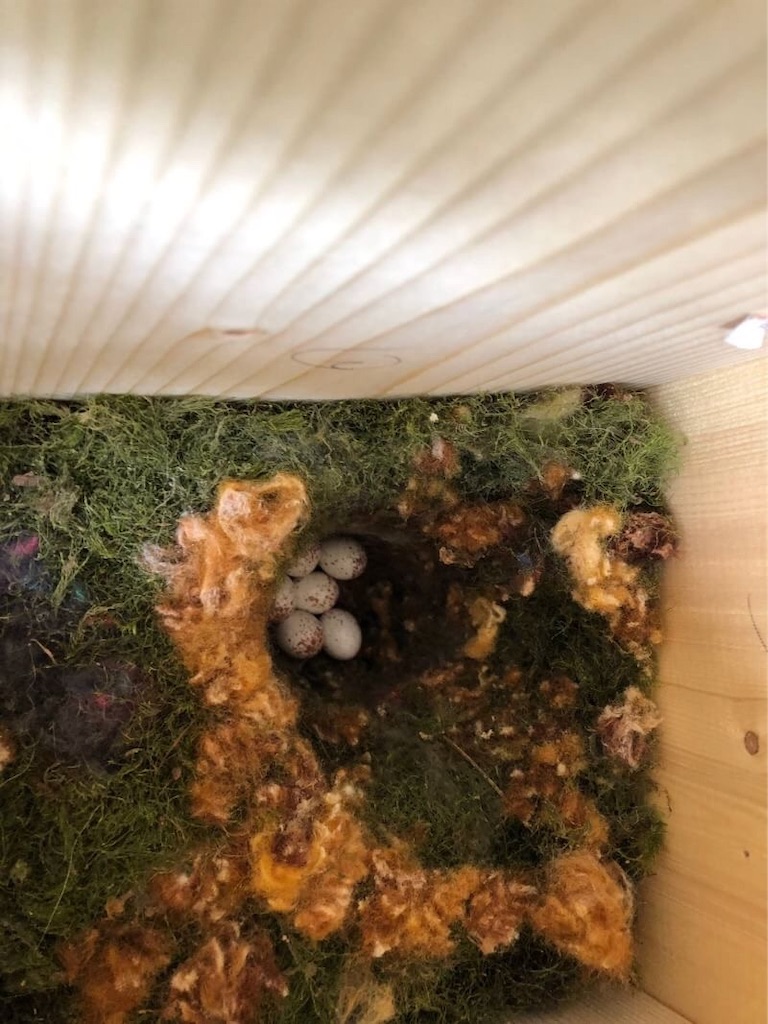 f:id:niginomukouni:20190529113213j:image