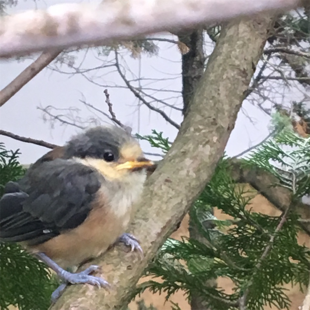 f:id:niginomukouni:20190529114835j:image