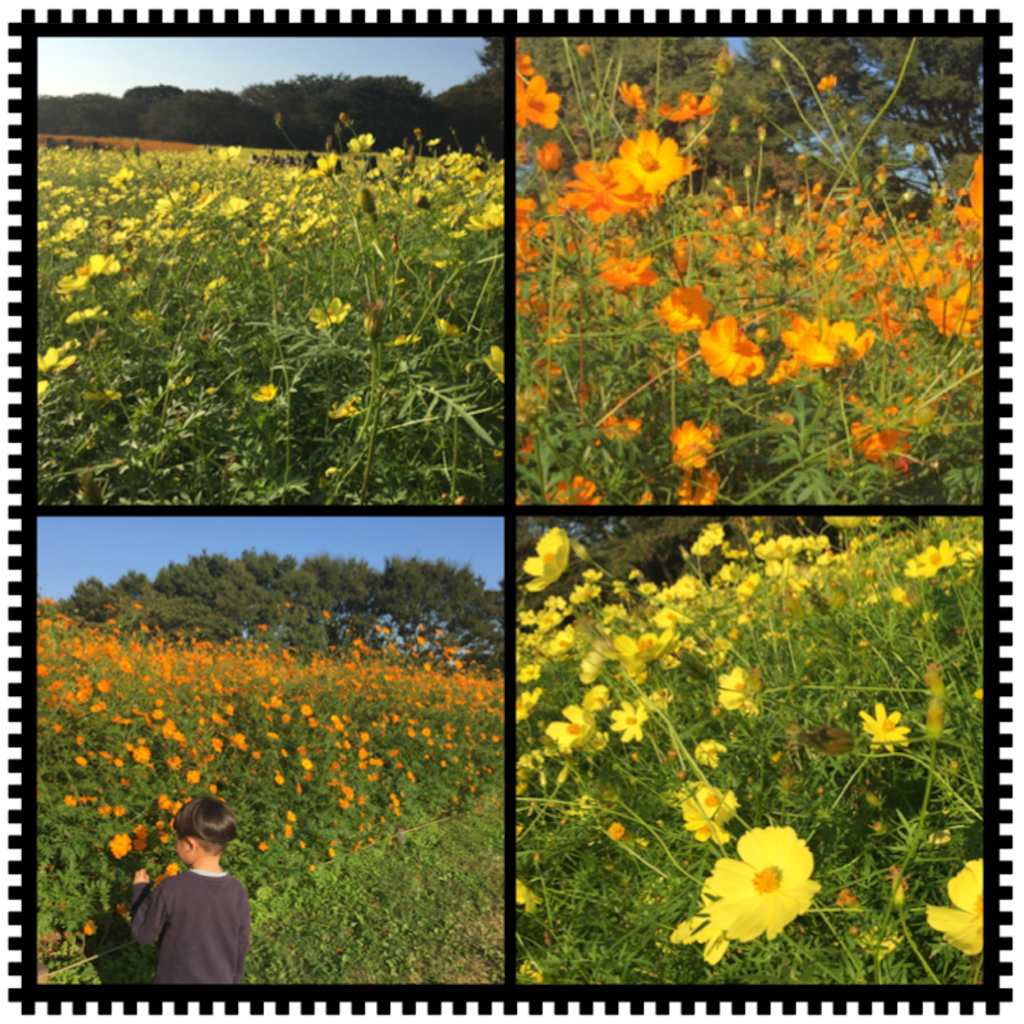 f:id:nigoriyu:20161015225454p:image