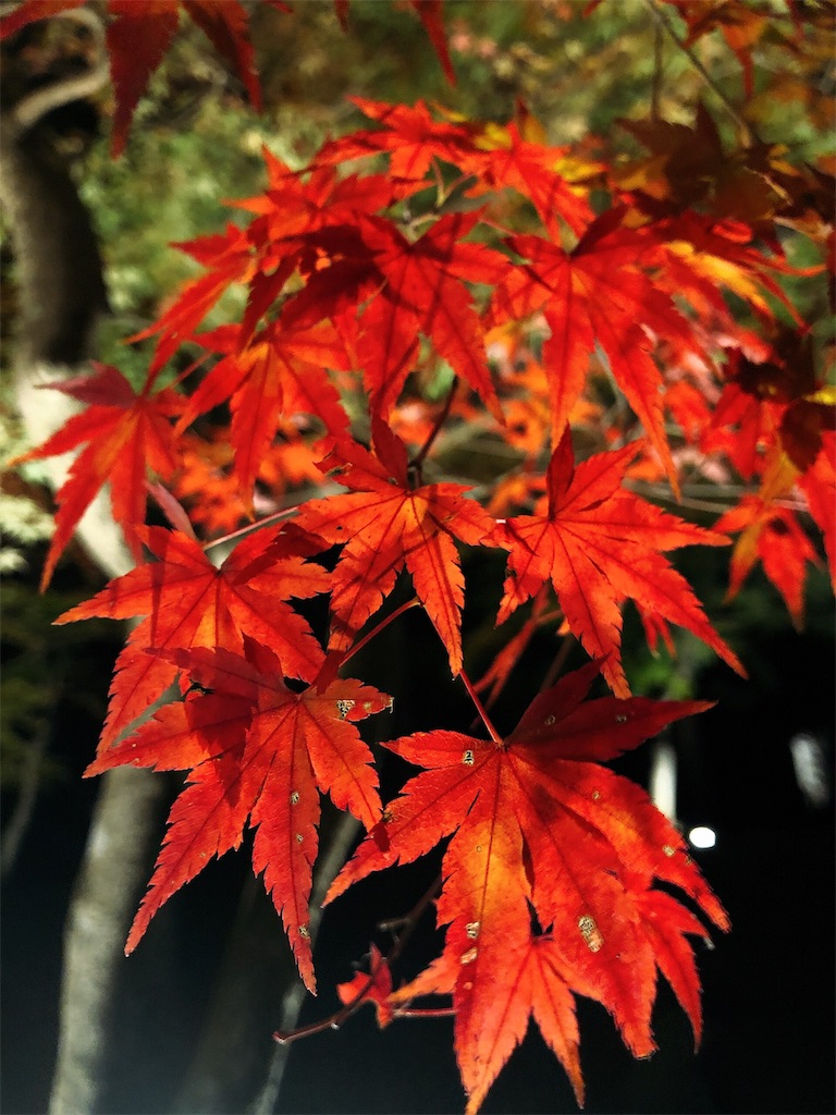 f:id:nigoriyu:20191120142028j:image