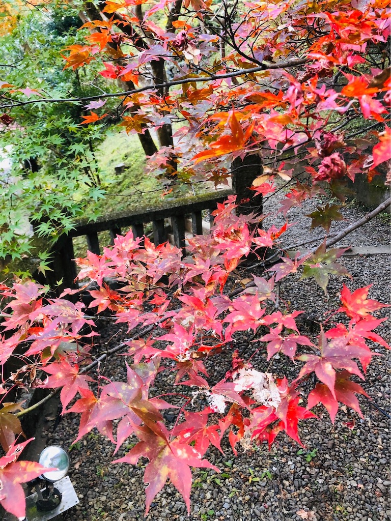 f:id:nigoriyu:20191121213526j:image