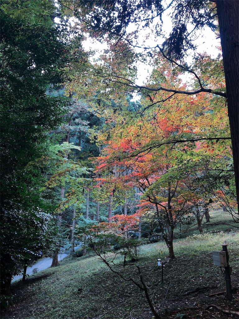 f:id:nigoriyu:20191121213709j:image