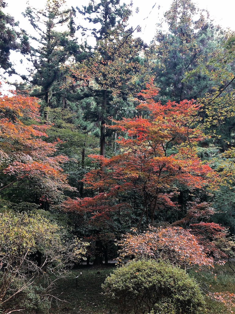 f:id:nigoriyu:20191121213747j:image