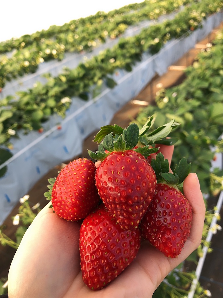 f:id:nigoriyu:20191208142850j:image