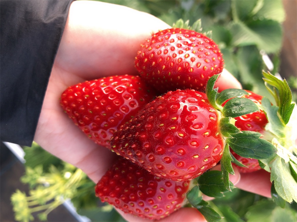 f:id:nigoriyu:20191208142854j:image