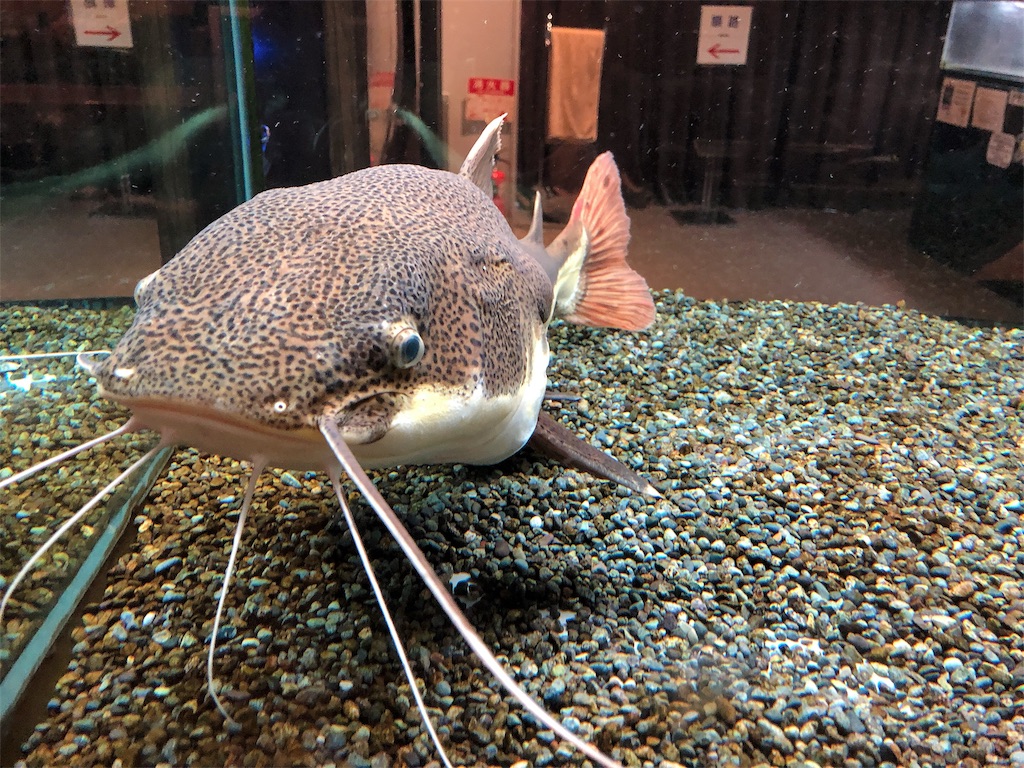 f:id:nigoriyu:20200113211207j:image