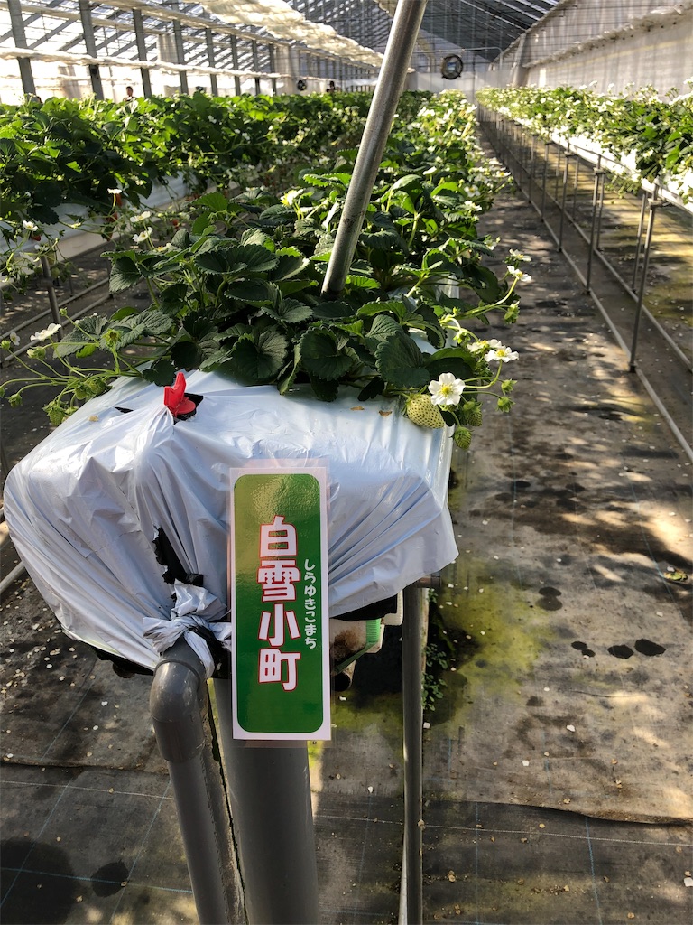 f:id:nigoriyu:20200117013737j:image f:id:nigoriyu:20200117013737j:image