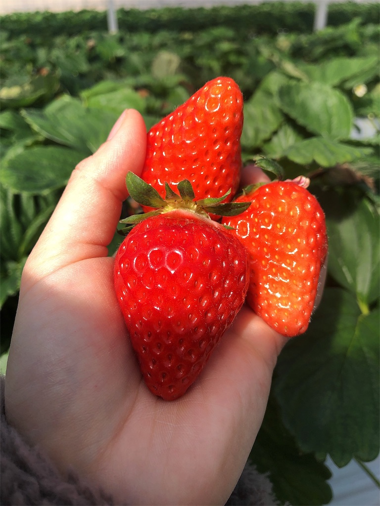 f:id:nigoriyu:20200224171835j:image