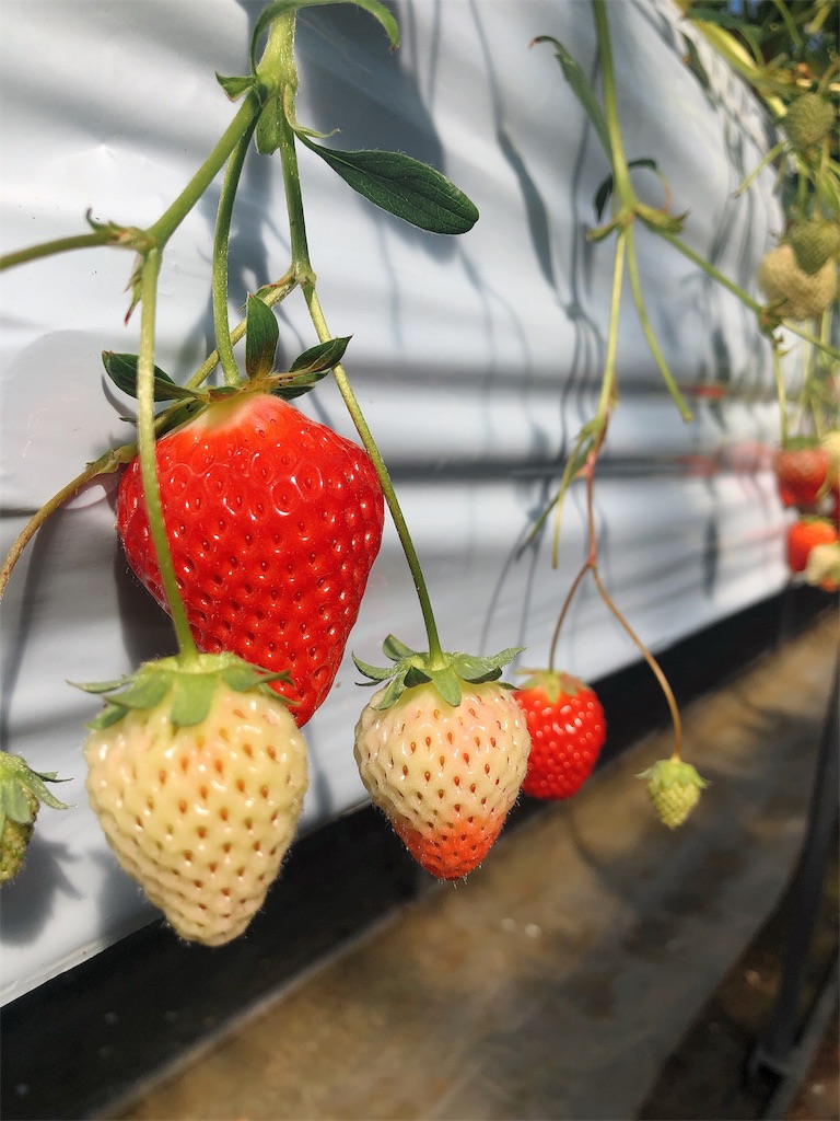 f:id:nigoriyu:20200224171841j:image