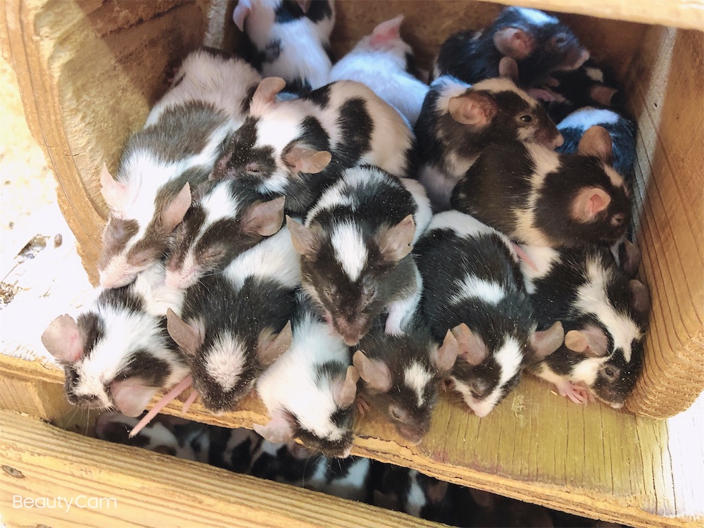 f:id:nigoriyu:20200224180251j:image