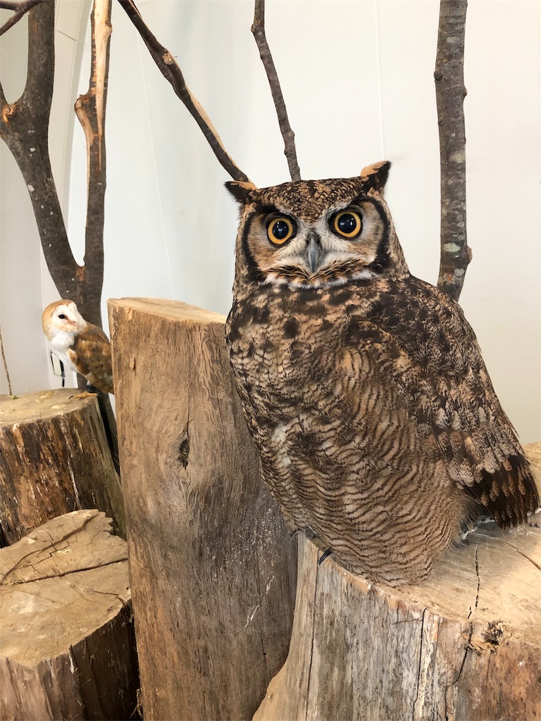 f:id:nigoriyu:20200224180340j:image