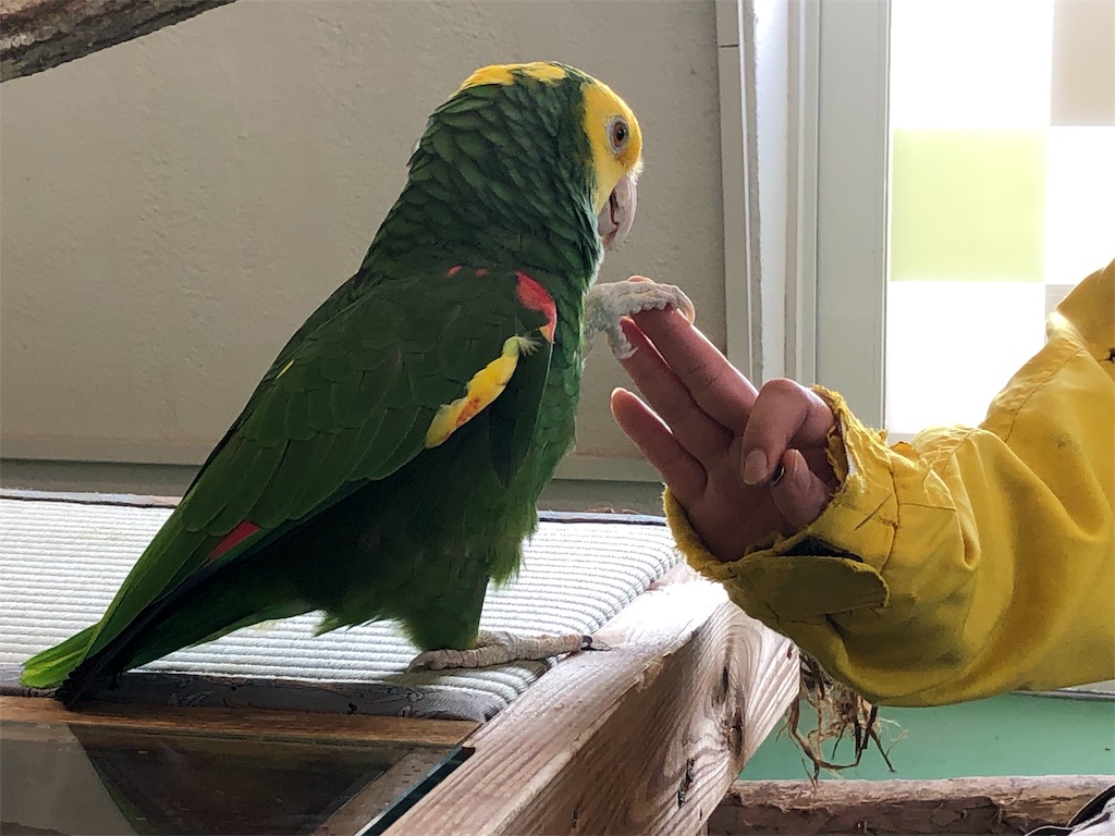 f:id:nigoriyu:20200224180348j:image