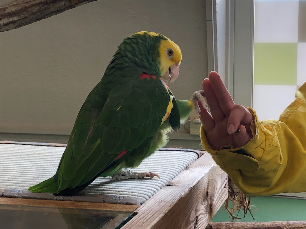 f:id:nigoriyu:20200224180351j:image