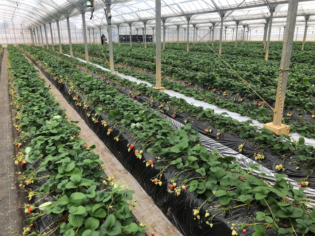 f:id:nigoriyu:20200326214144j:image