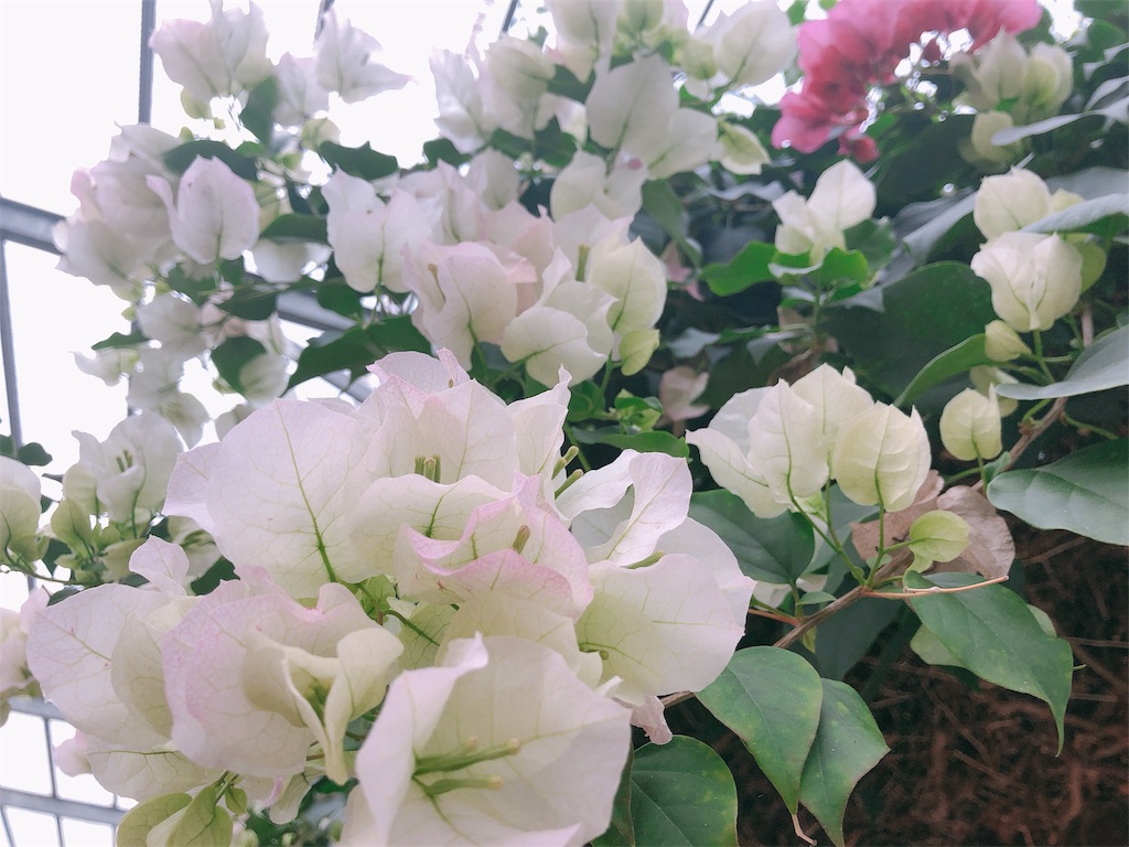 f:id:nigoriyu:20200326214212j:image