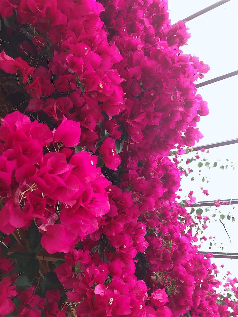 f:id:nigoriyu:20200326214224j:image