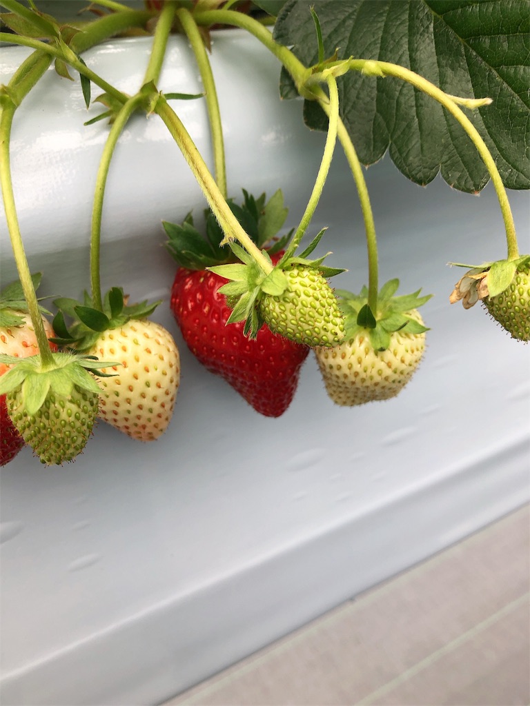 f:id:nigoriyu:20200507055631j:image